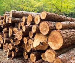 uses of wood!!Timber and the uses of wood